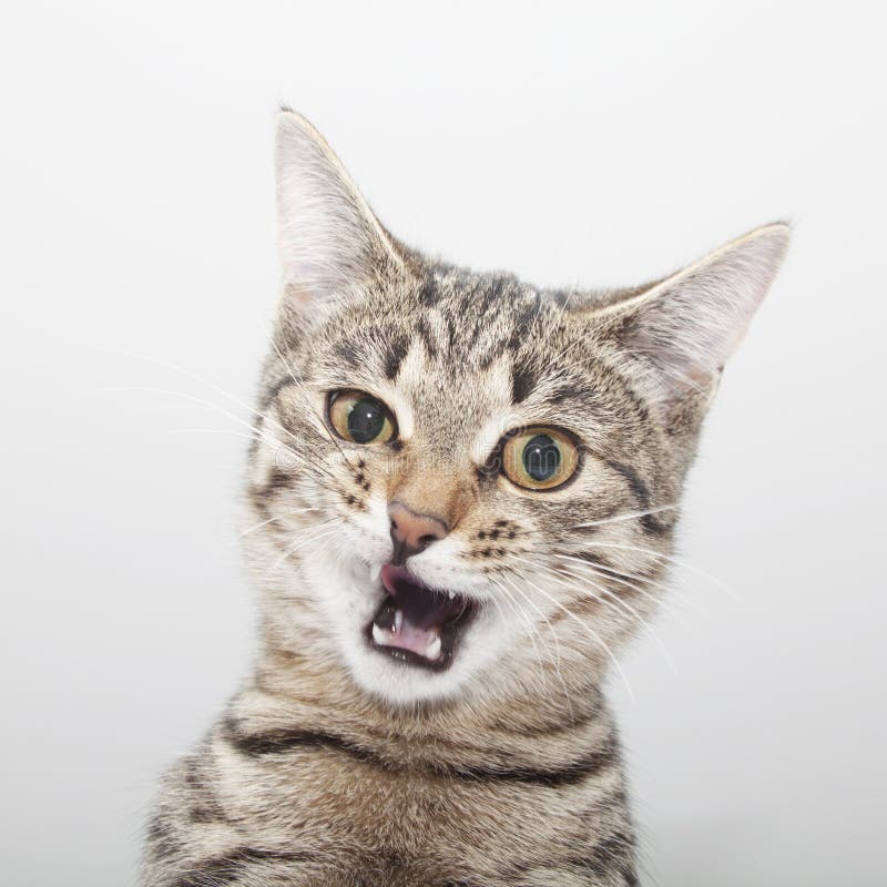 Cat Grimace Face. Kitten Twitch Portrait Stock Photo Image of cute