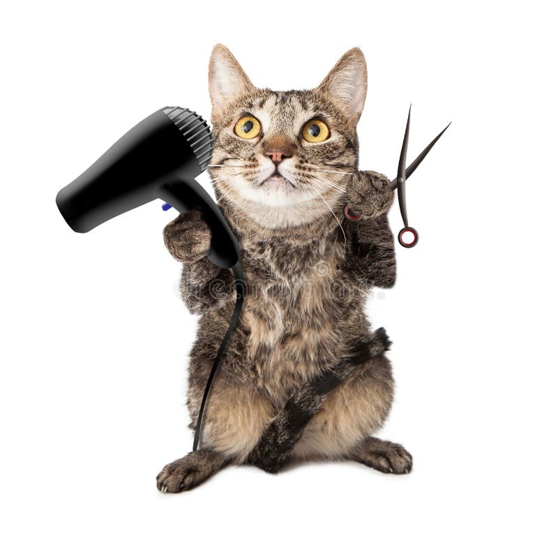 Cat Groomer With Dryer e tesouras foto de stock Cat Groomer With Dryer e tesouras foto de stock