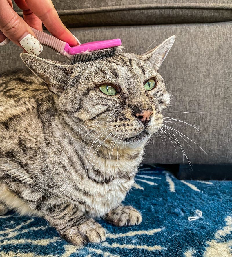 Cat grooming stock image. Image of brushing, groomer 214954803