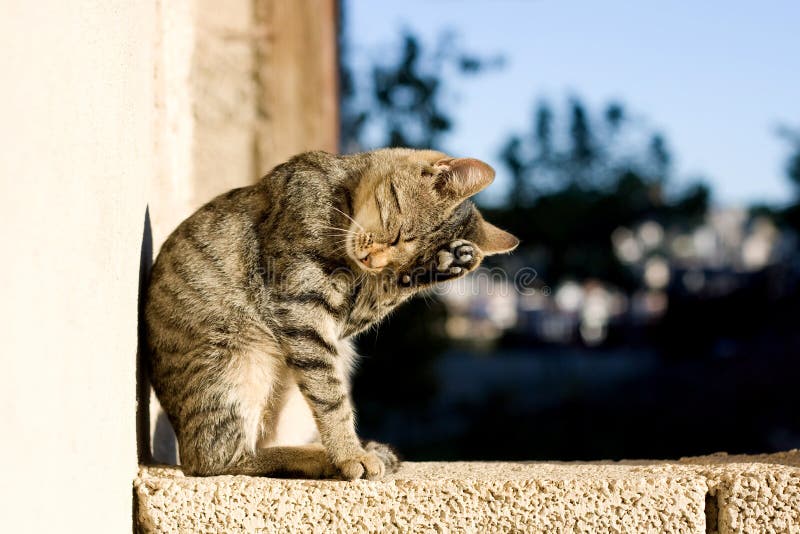 613 Cat Grooming Itself Stock Photos Free & RoyaltyFree Stock Photos