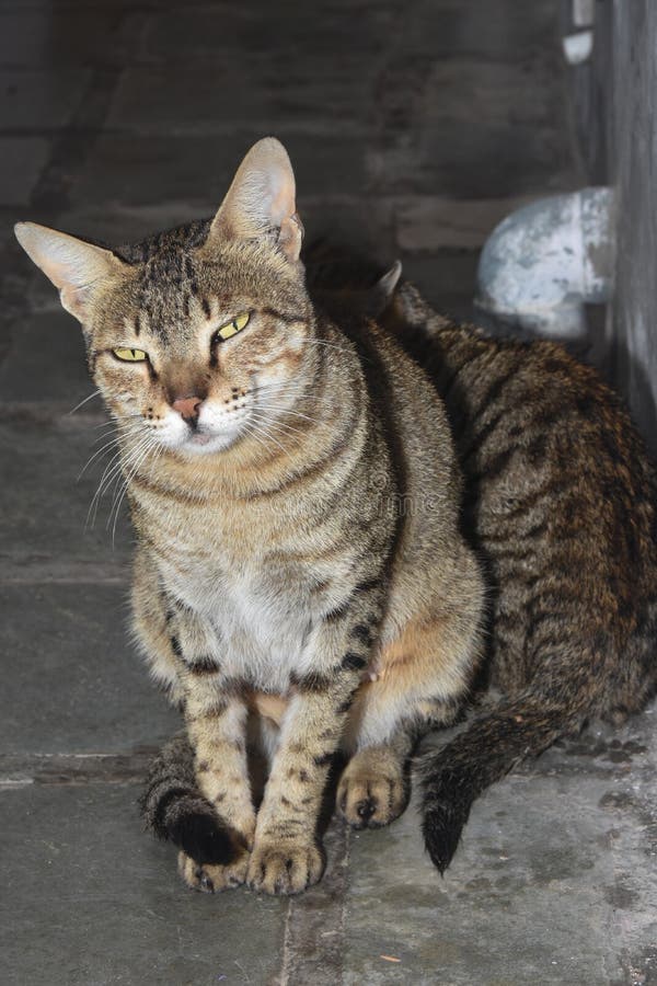 Cat Guarding Her Little Child Stock Photo Image of birds, little