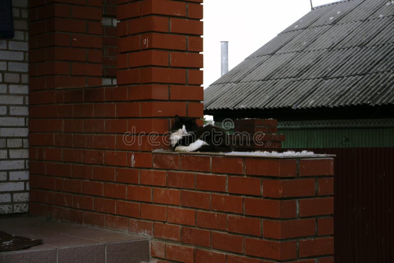 610 Cat Guarding Photos Free & RoyaltyFree Stock Photos from Dreamstime