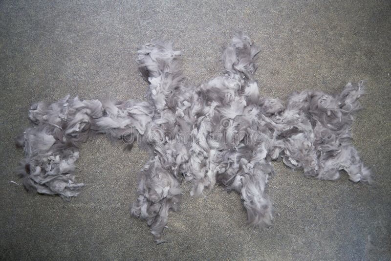 Cat On The Floor Stock Image Image Of Lying Head Laying 3555939