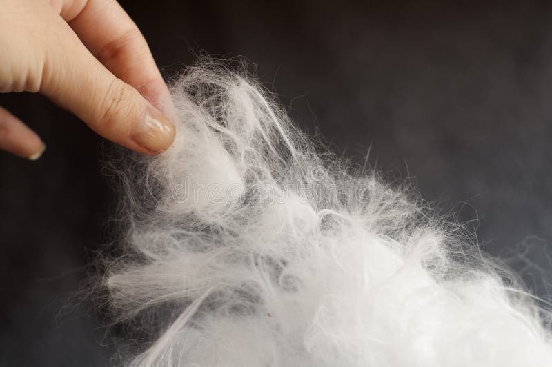 Cat hair stock photo. Image of hairs, cons, kitten, problem 31760862