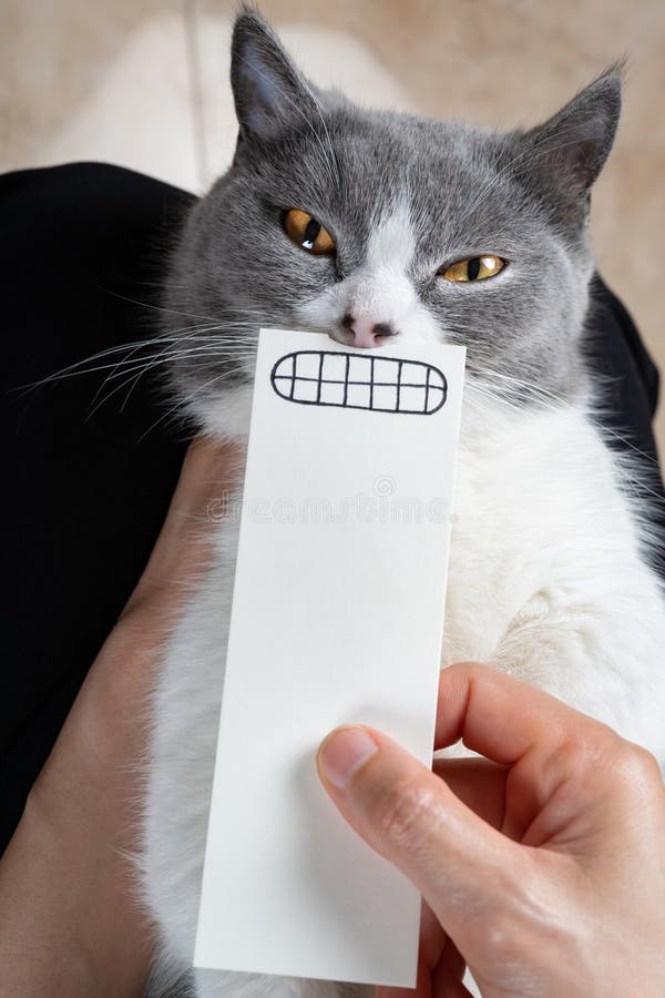 Cat with Hand Drawn Sketch of an Angry Mouth Stock Image Image of kitten, kitty 273502357