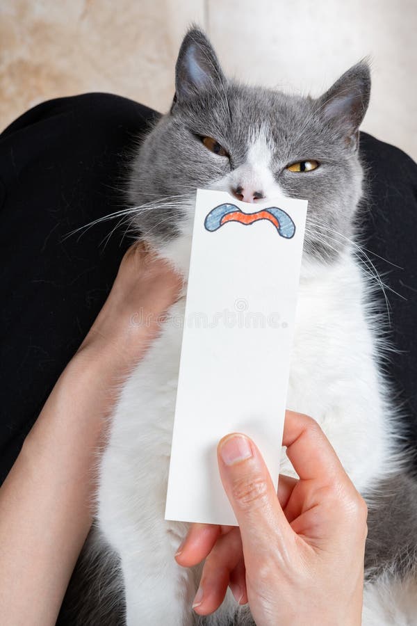 Cat with Hand Drawn Sketch of a Dissatisfied Mouth Stock Image Image