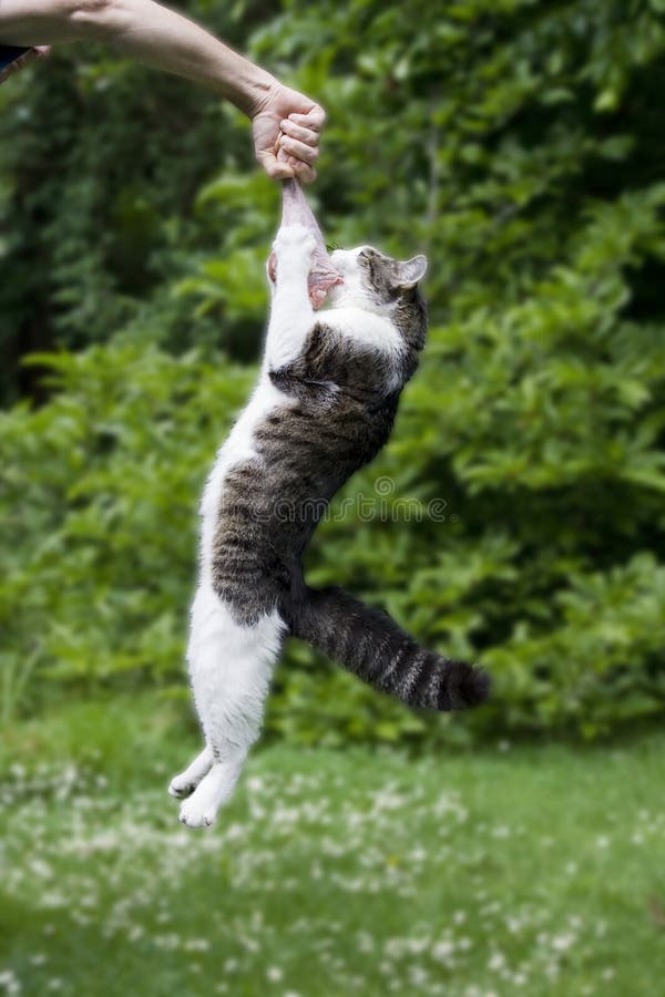 Cat Hanging on a Raw Turkey Leg Stock Image Image of food, humor 5485157