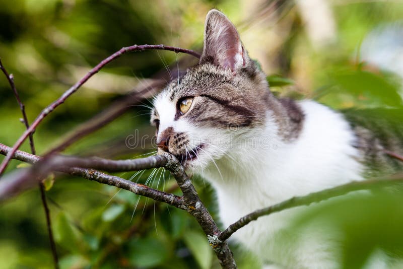 Cat is hanging on the tree stock photo. Image of front 96595480
