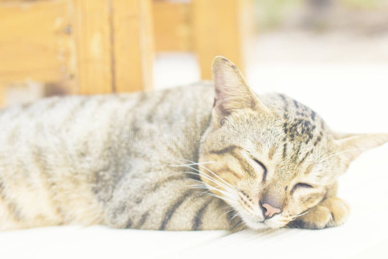 The Cat is Happy with His Eyes Closed. Stock Image Image of holiday