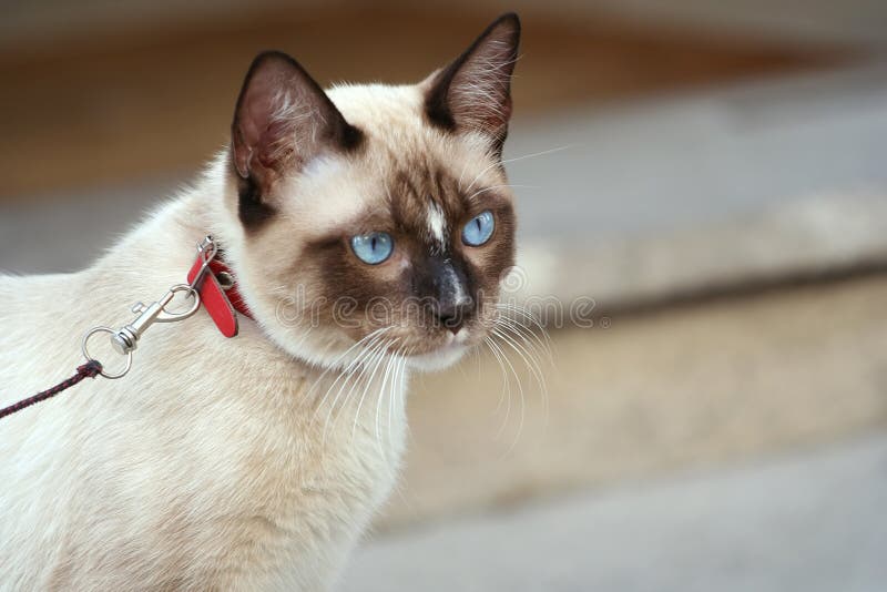 2,619 Cat Harness Stock Photos Free & RoyaltyFree Stock Photos from