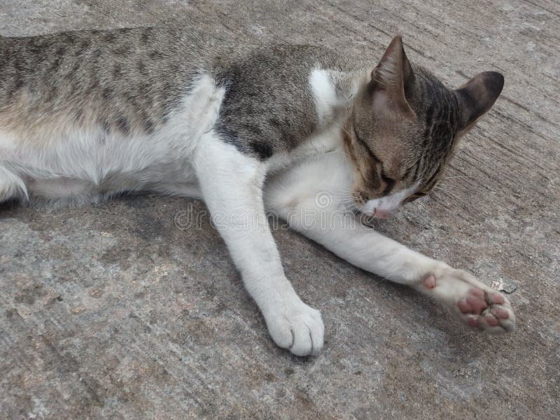 grey cat with black stripes grey cat with black stripes