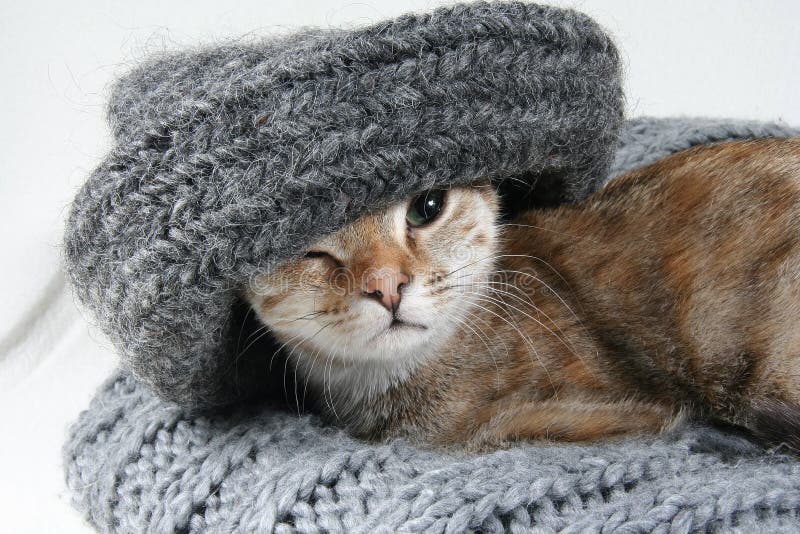 Cat with hat stock image