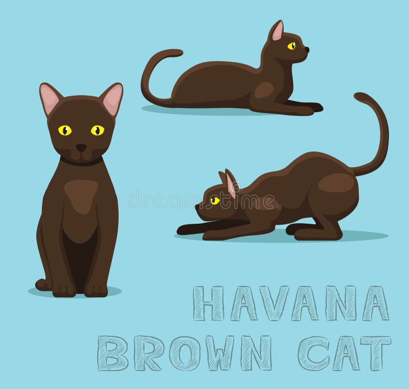 Havana Cat Stock Illustrations – 98 Havana Cat Stock Illustrations, Vectors  & Clipart - Dreamstime