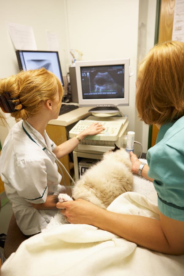 Cat Having Ultrasound Scan at Vets Stock Photo Image of medical