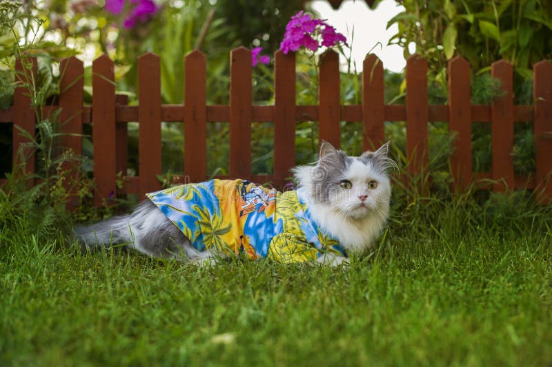 Cat in a Hawaiian Shirt in the Garden Stock Photo Image of bush