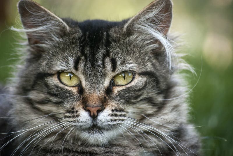 Very Angry Cat with a Narrowed Green Eye. Looks Haughty and Evil
