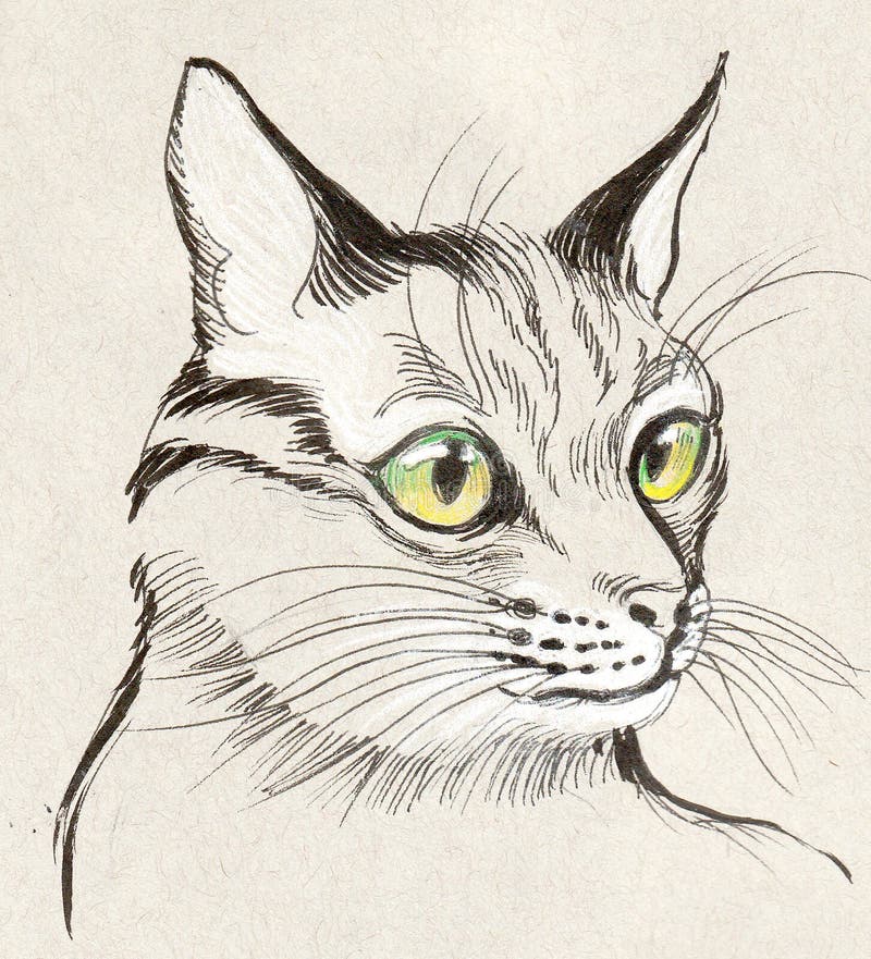 Cat head stock illustration. Illustration of texture - 101442571