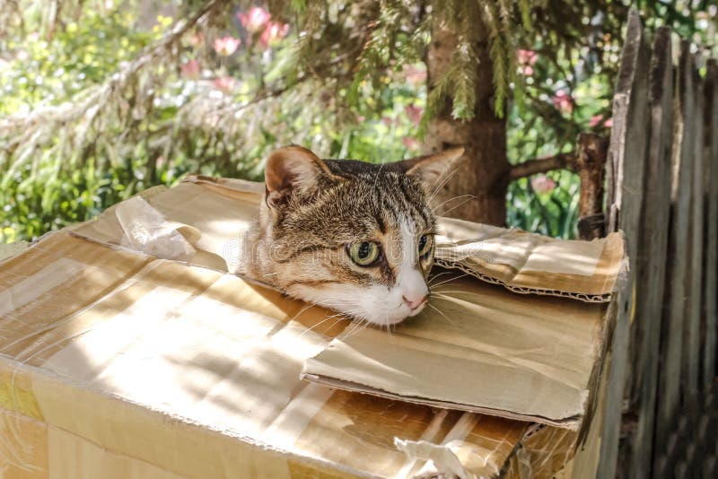 Cat head sticks out of a cardboard box on the street against a background of green grass, a cat is homeless royalty free stock images Cat head sticks out of a cardboard box on the street against a background of green grass, a cat is homeless royalty free stock images