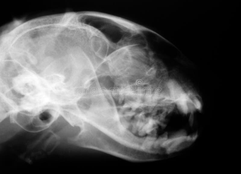 Cat Head X-ray