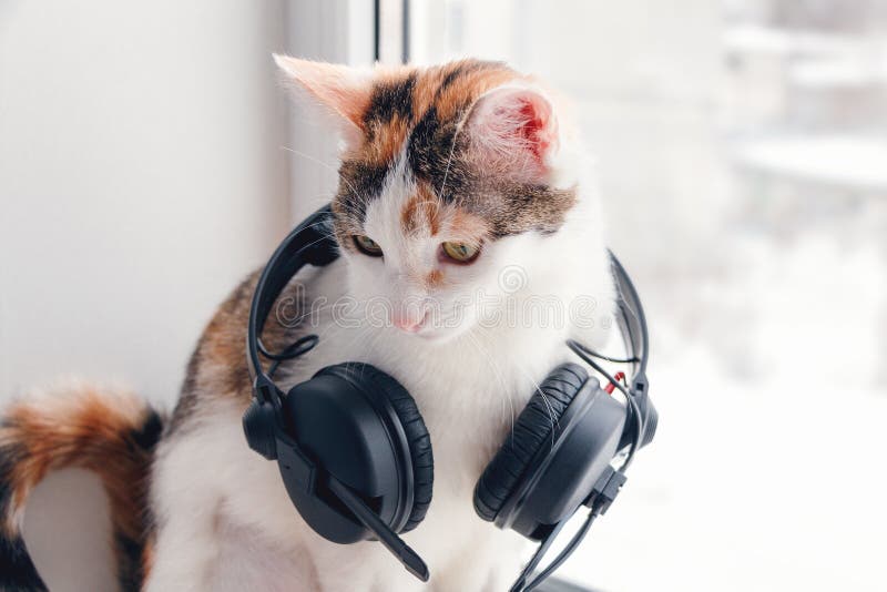 A Cat with Headphones on the Windowsill Stock Image Image of adorable