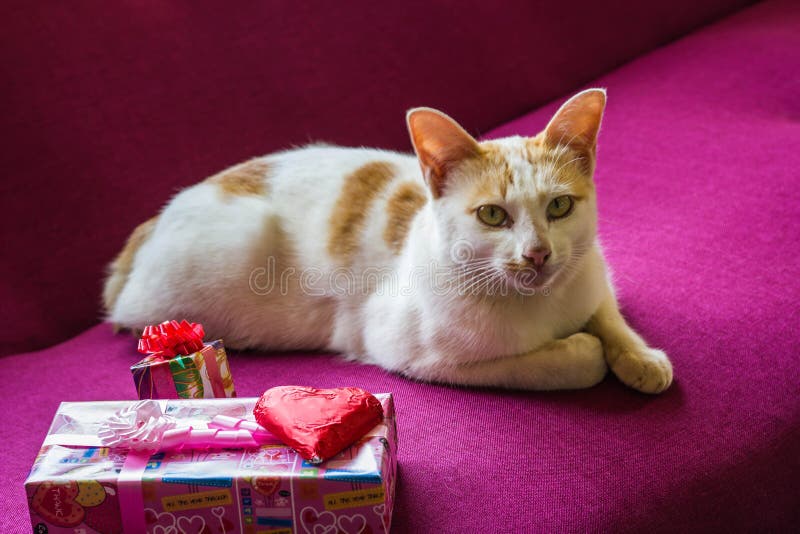 Cat and Heart Chocolate and Candy Selective Focus Stock Image Image