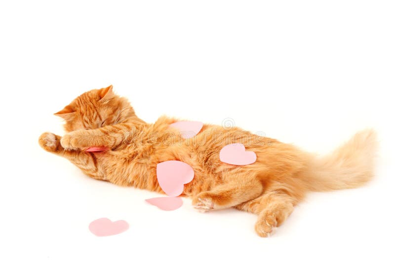Cat in heart valentines feels tired of declaration of love