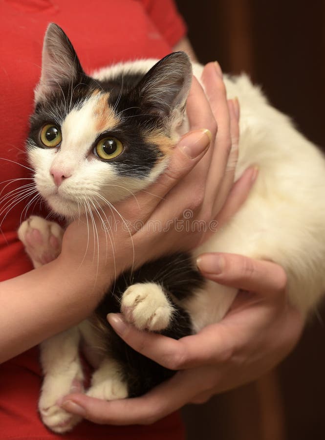 Cat in her arms stock image. Image of coat, sweetest 79815045