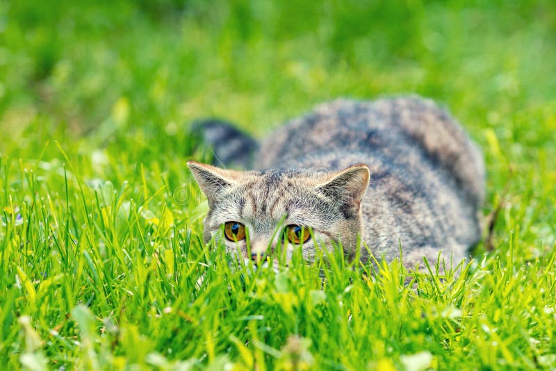 Cat hiding in the grass stock image. Image of grey, hiding 131289625