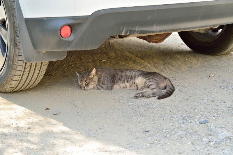 The Cat is Hiding from the Heat Under the Car Stock Photo Image of gray, russian 115543242