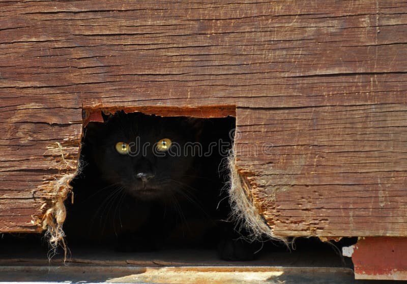 Cat hiding in a shed. stock photo. Image of character 15316164