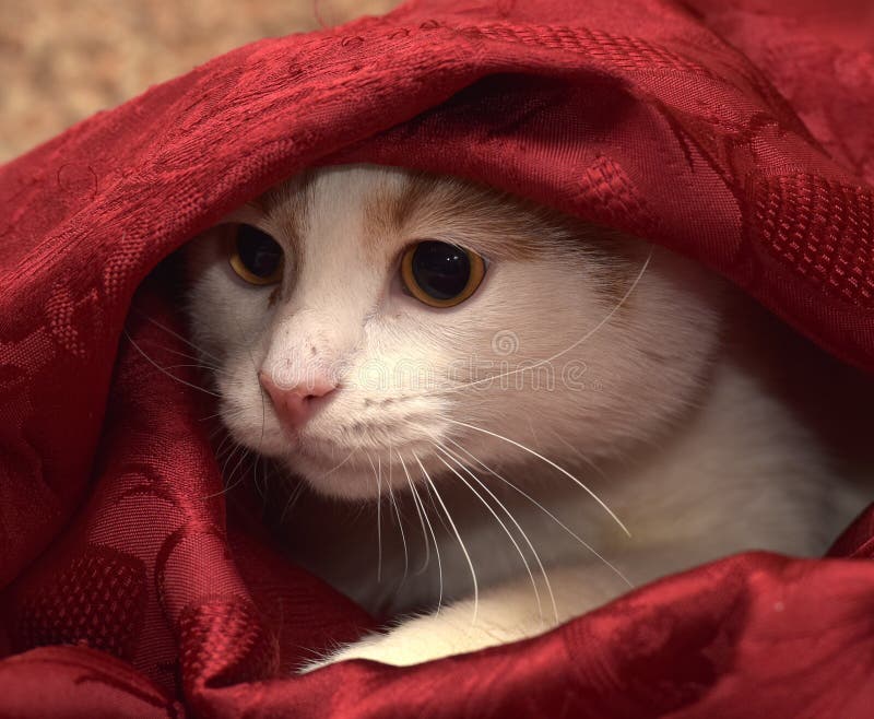 Peeking Under Covers Stock Photos Free & RoyaltyFree Stock Photos