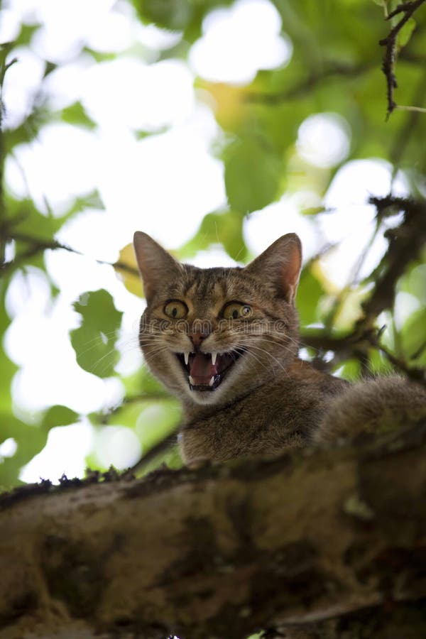 Cat high up in tree meow