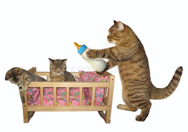 169 Cat Dummy Stock Photos Free & RoyaltyFree Stock Photos from