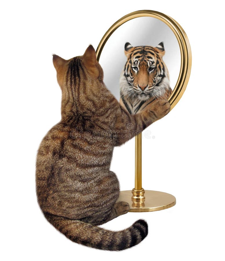 868 Cat Reflection Tiger Stock Photos - Free & Royalty-Free Stock