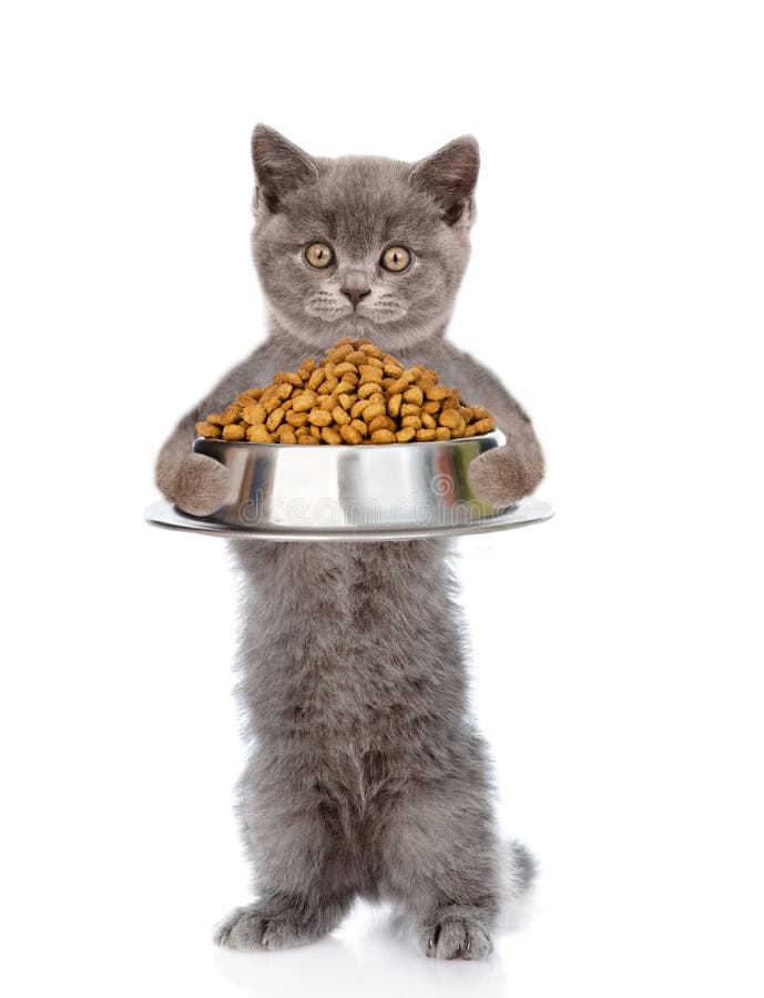 Cat holding bowl of dry dog food. isolated on white background