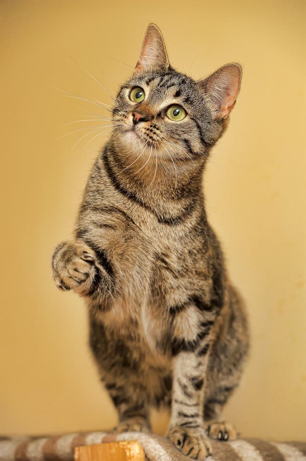 Cat holding up paw stock photo. Image of monitor, looking 183664026