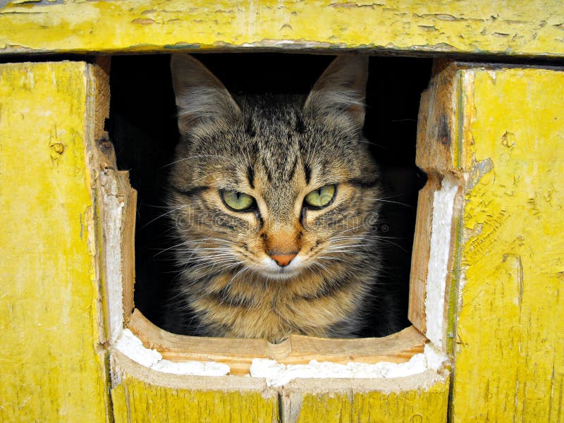 Cat in a hole stock photo. Image of afraid, peek, hide 29281044