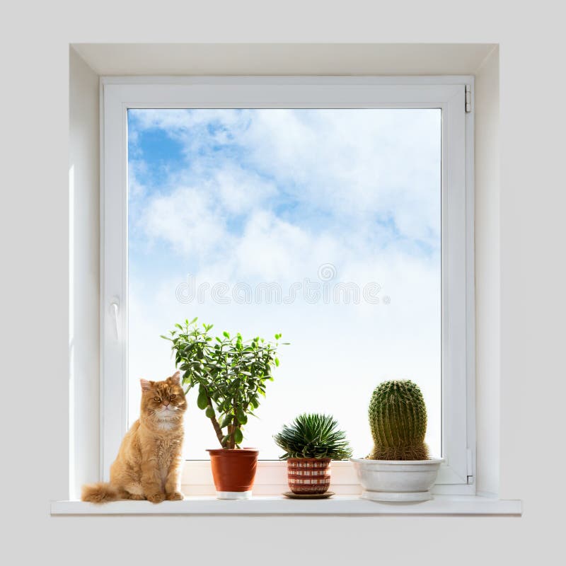 Cat and house plants on the windowsill