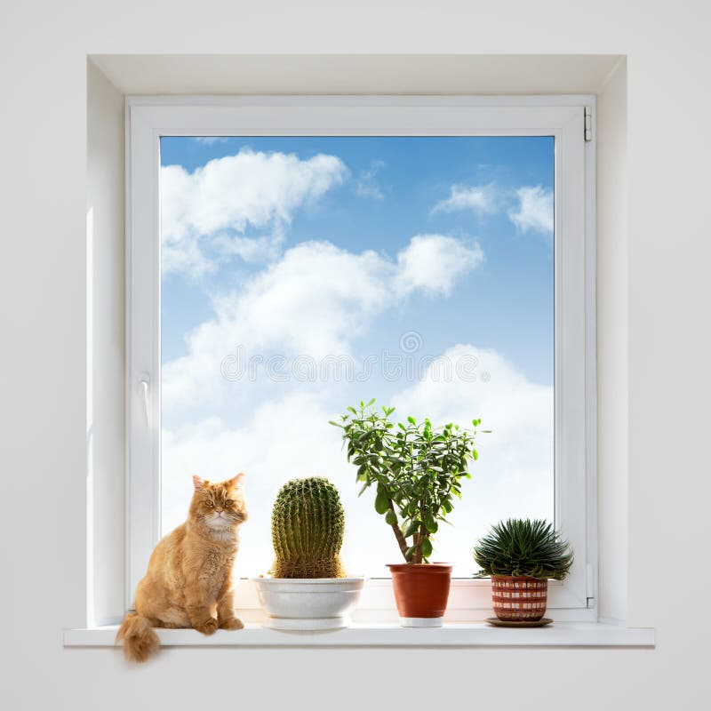 Cat and House Plants on the Windowsill Stock Image - Image of comfort