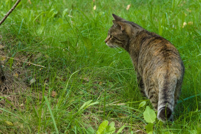 A Housecat Walking on a Tree on a Sunny Day Stock Image Image of