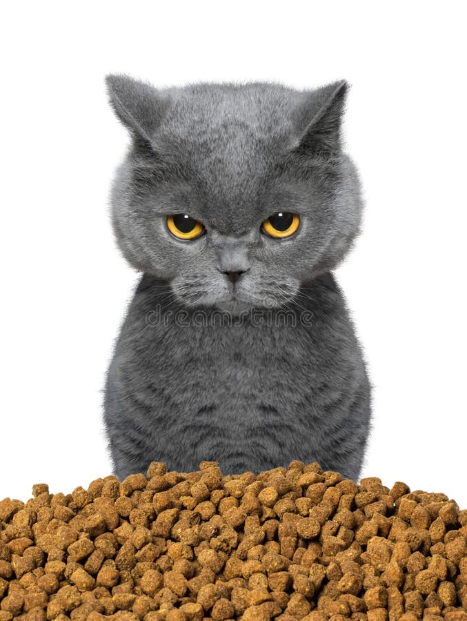 Cat is hungry and going to eat royalty free stock image Cat is hungry and going to eat royalty free stock image