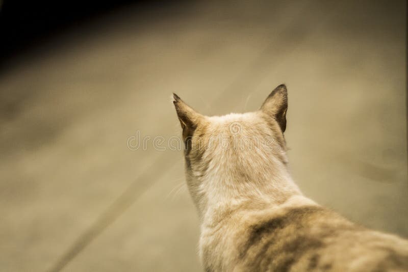 Cat on the hunt stock image. Image of food, hopeless 101217195