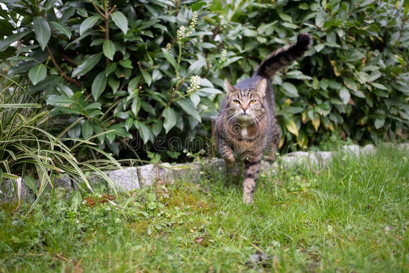 Cat on the Hunt Leaving Bush Outdoors Stock Image - Image of prowling ...