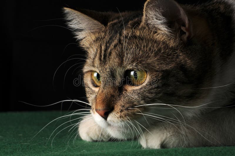 Cat hunting stock photo. Image of animal, background 18797936