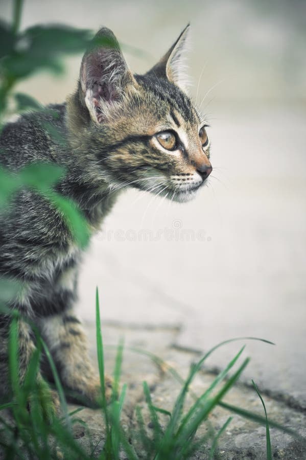 Cat hunting behind green grass