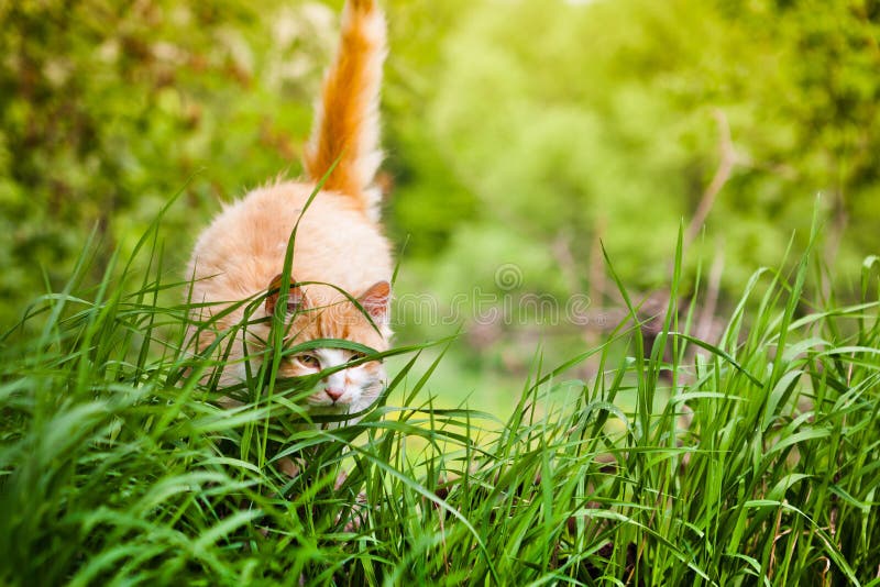 Cat Is Hunting In Green Grass