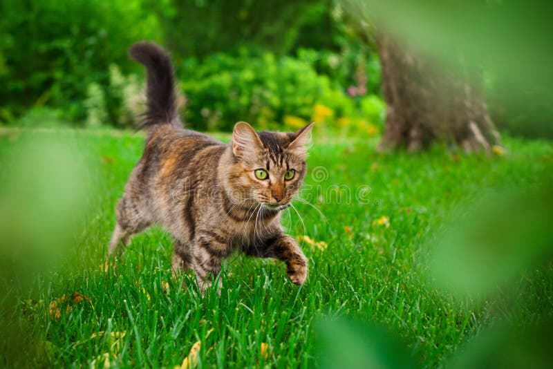 Cat is hunting in green grass