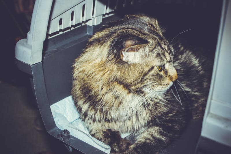 Cat Inside Pet Carrier in Airport Stock Photo Image of furniture