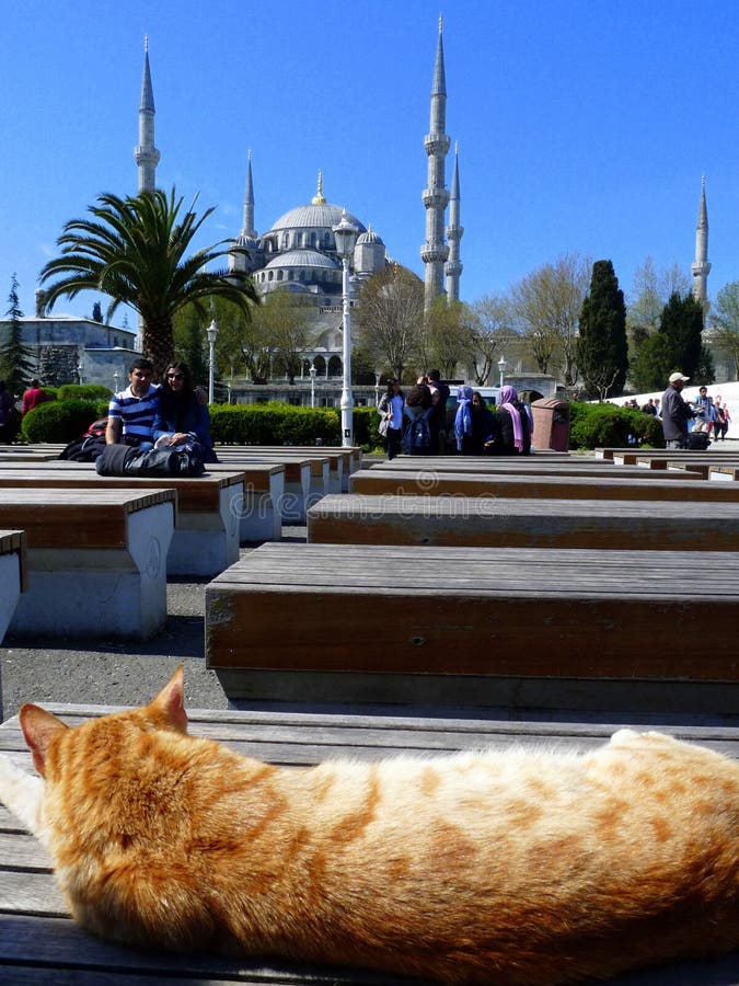 Cat in Istanbul editorial stock image. Image of summer 77869979