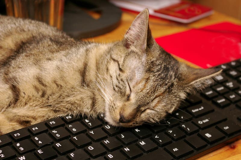 Cat And Keyboard Stock Photography - Image: 34502492
